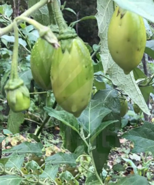 Garden Egg Seeds (African Eggplant, Aubergine, Brinjal) – Authentic African Vegetable for Home Gardens