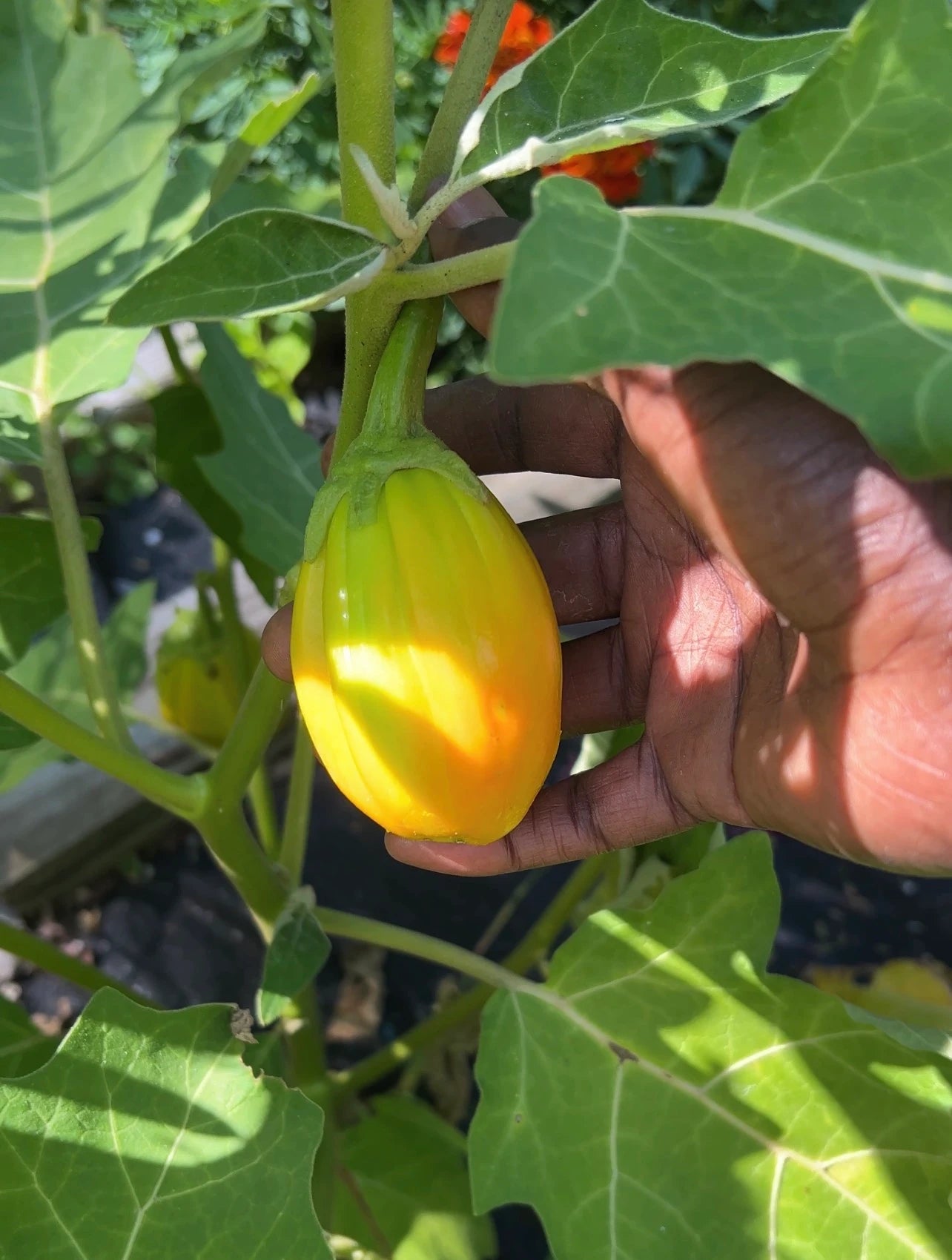 Garden Egg Seeds (African Eggplant, Aubergine, Brinjal) – Authentic African Vegetable for Home Gardens