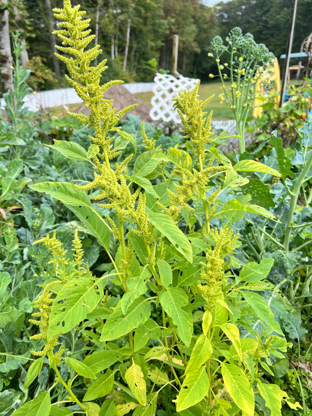 Green Vegetable Seeds (African Spinach, Efo Tete) – Fast‑Growing African Leafy Green