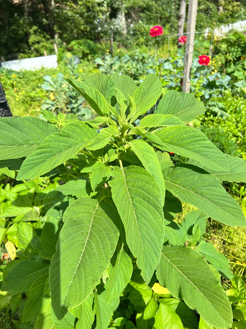 Green Vegetable Seeds (African Spinach, Efo Tete) – Fast‑Growing African Leafy Green