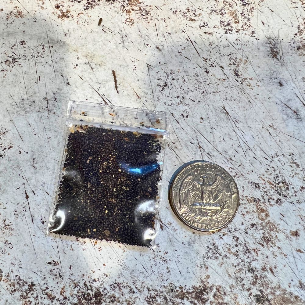 Philippine spinach Seeds, Lagos spinach Seeds, Jamaican spinach Seeds,