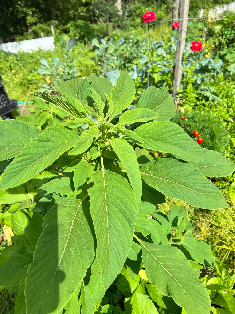 Green Vegetable Seeds (African Spinach, Efo Tete) – Fast‑Growing African Leafy Green - Giftsmojo