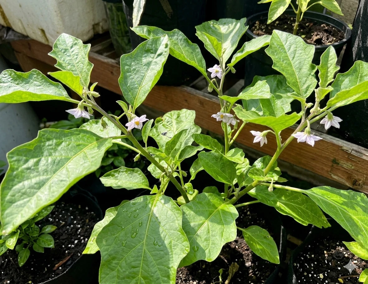 Anchia African Eggplant Seeds (Gboma) – Grow Exotic Heirloom Vegetable - Giftsmojo