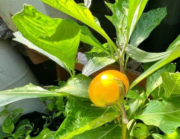 Anchia African Eggplant Seeds (Gboma) – Grow Exotic Heirloom Vegetable - Giftsmojo