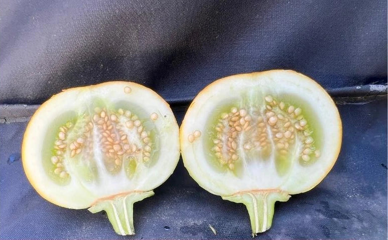 Anchia African Eggplant Seeds (Gboma) – Grow Exotic Heirloom Vegetable - Giftsmojo