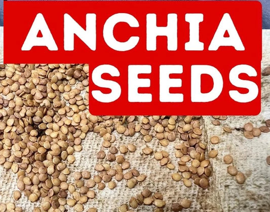 Anchia African Eggplant Seeds (Gboma) – Grow Exotic Heirloom Vegetable - Giftsmojo