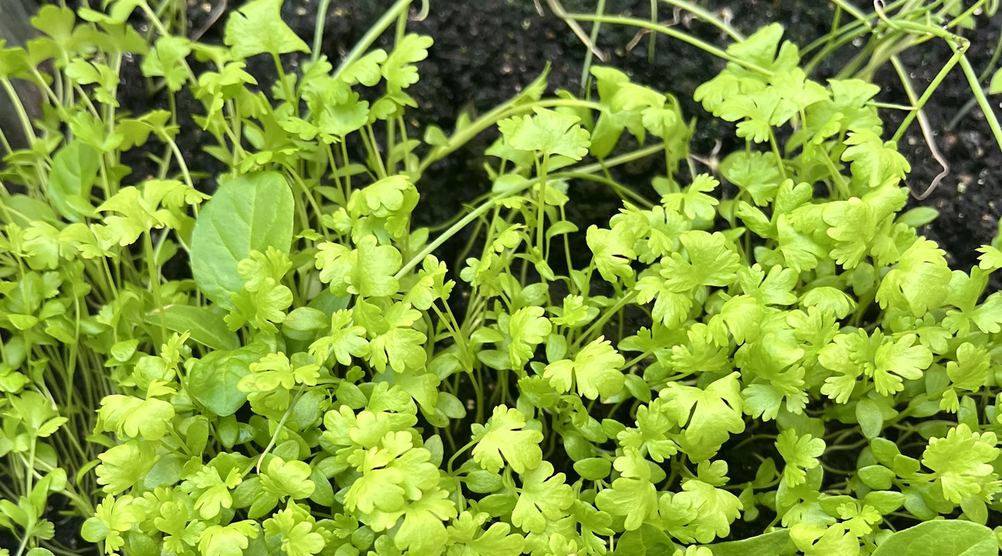 Celery Seeds for Planting — 100+ Premium Seeds | Free Shipping - Giftsmojo
