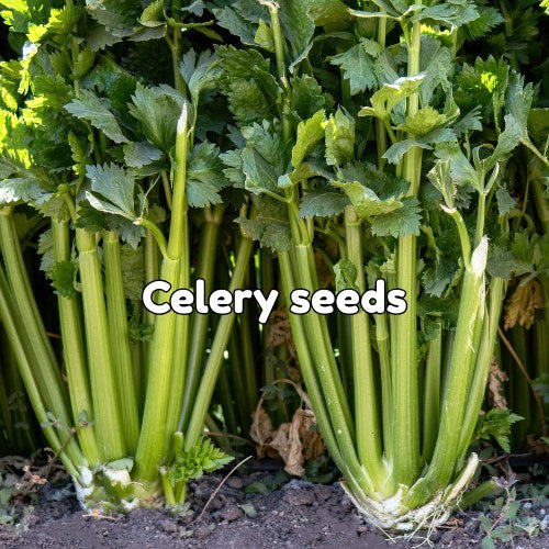 Celery seeds for planting displayed in eco-friendly packaging by GiftsMojo