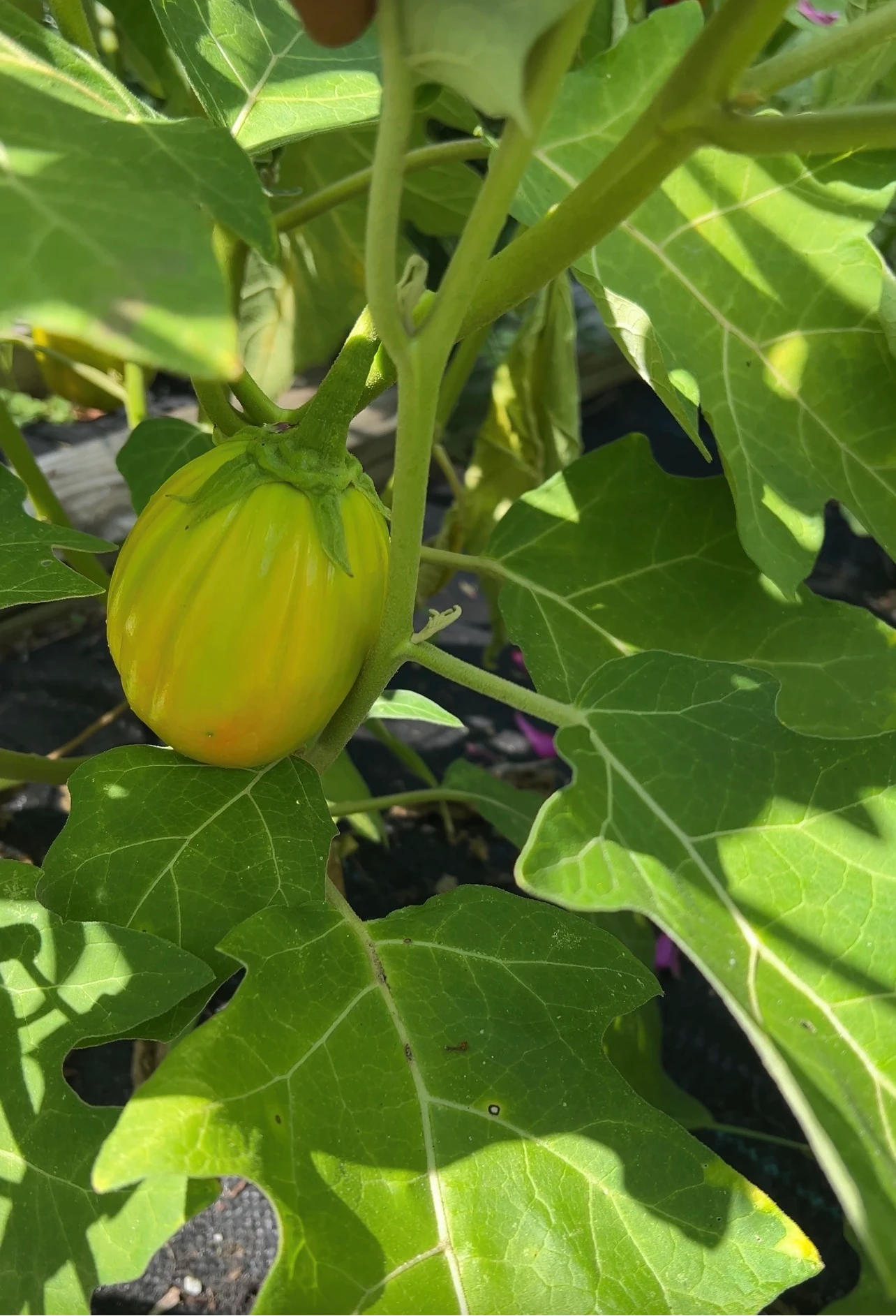 Garden Egg Seeds (African Eggplant, Aubergine, Brinjal) – Authentic African Vegetable for Home Gardens
