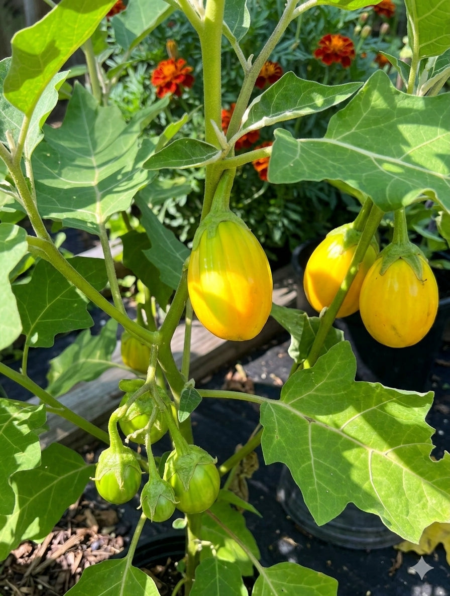 Garden Egg Seeds (African Eggplant, Aubergine, Brinjal) – Authentic African Vegetable for Home Gardens