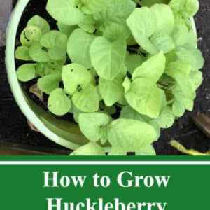 Huckleberry Seeds (Njama Njama, African Nightshade)