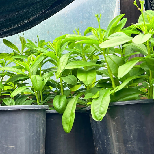 Water Leaf Seeds, Philippine spinach Seeds, Lagos spinach Seeds, Jamaican spinach Seeds, - Giftsmojo