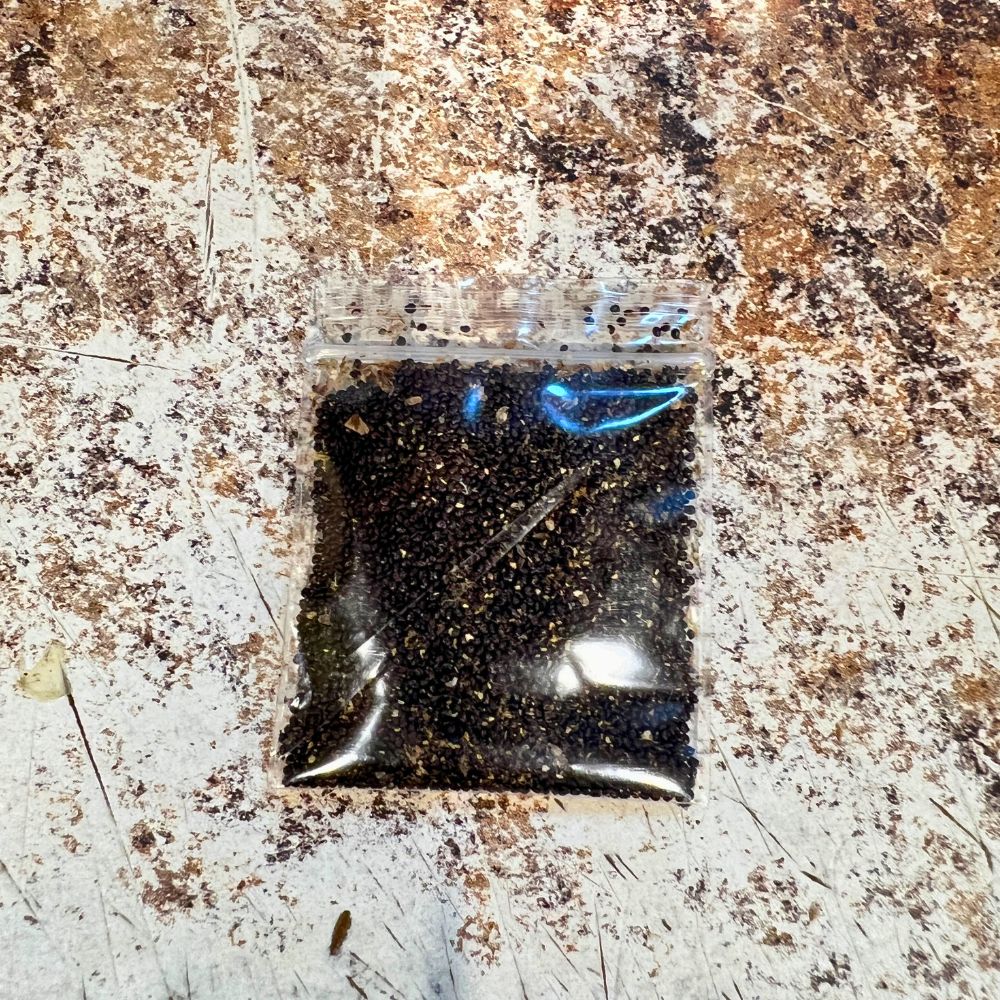 Water Leaf Seeds, Philippine spinach Seeds, Lagos spinach Seeds, Jamaican spinach Seeds,