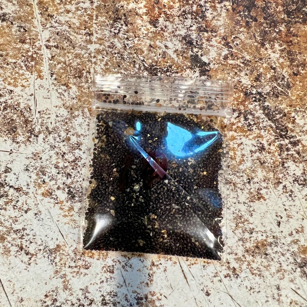 Water Leaf Seeds for Planting – Fast-Growing, Nutritious Greens, (Large)