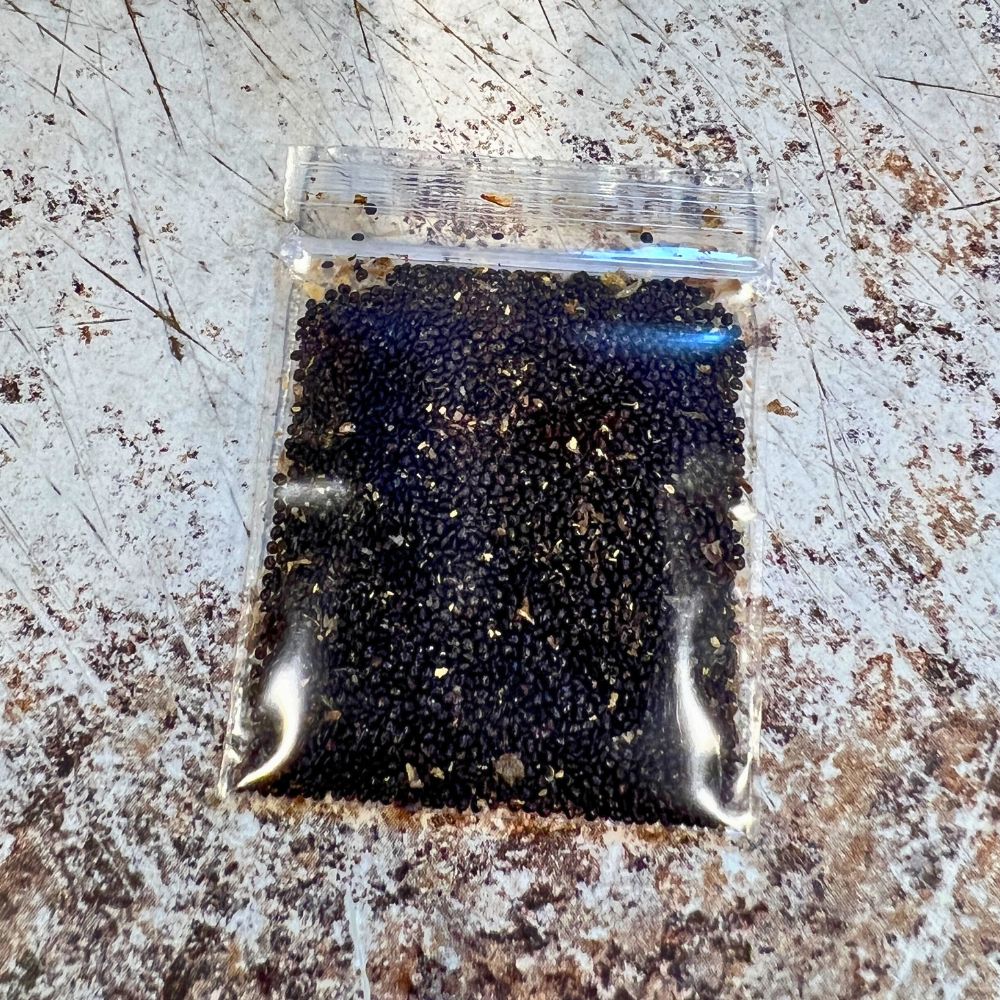 Philippine spinach Seeds, Lagos spinach Seeds, Jamaican spinach Seeds,