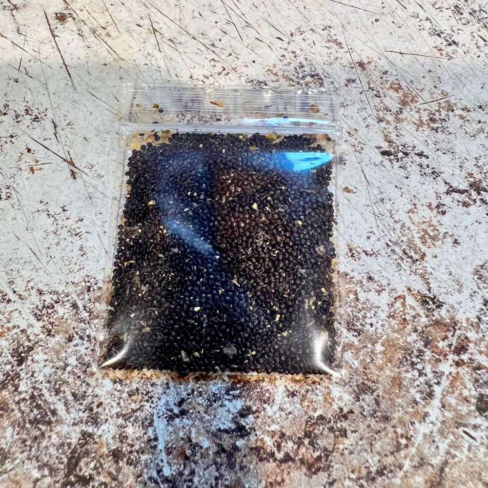 Philippine spinach Seeds, Lagos spinach Seeds, Jamaican spinach Seeds,